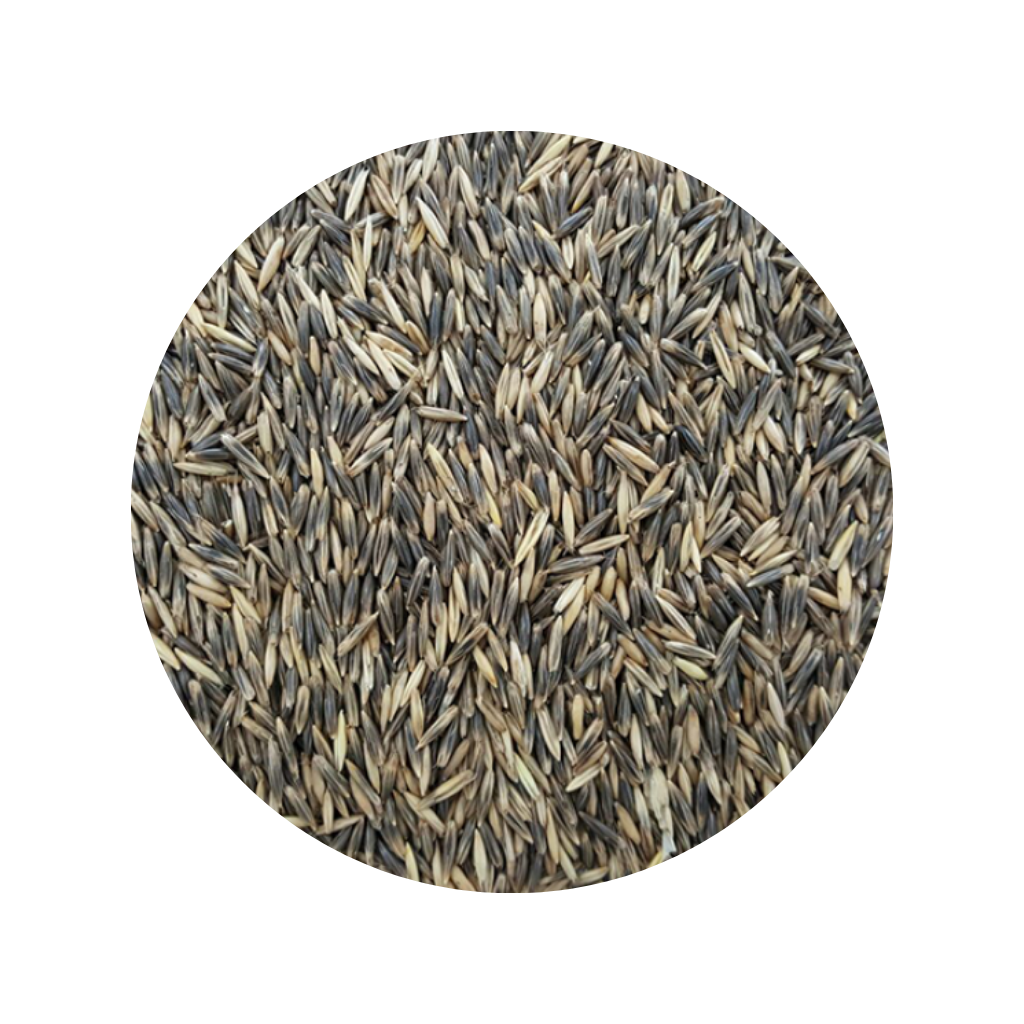 AVEIA PRETA CEREAL KG