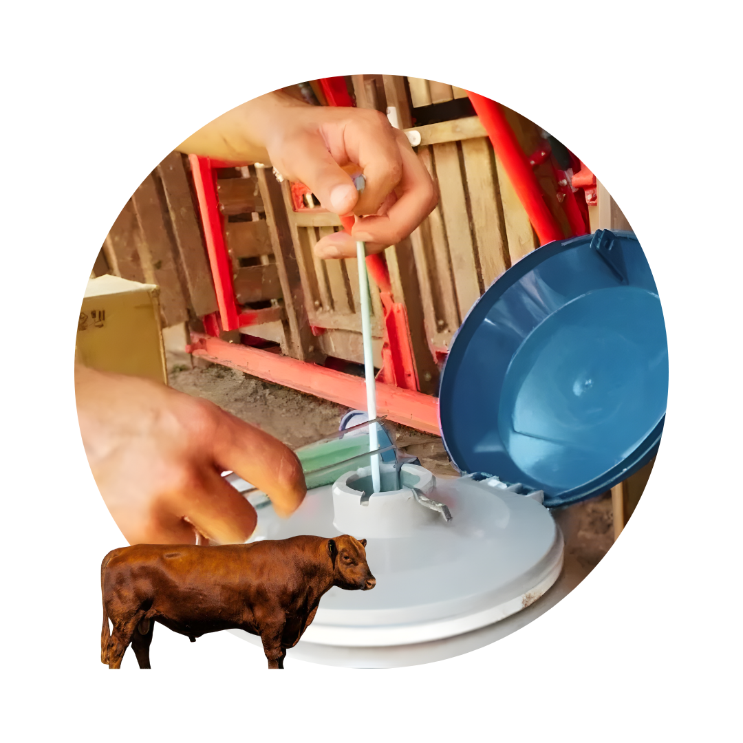 SEMEN RED ANGUS CONVENCIONAL