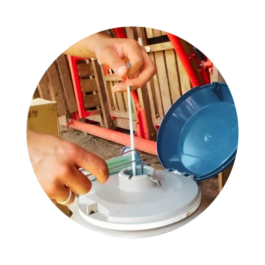 SEMEN HOLANDES CONVENCIONAL 